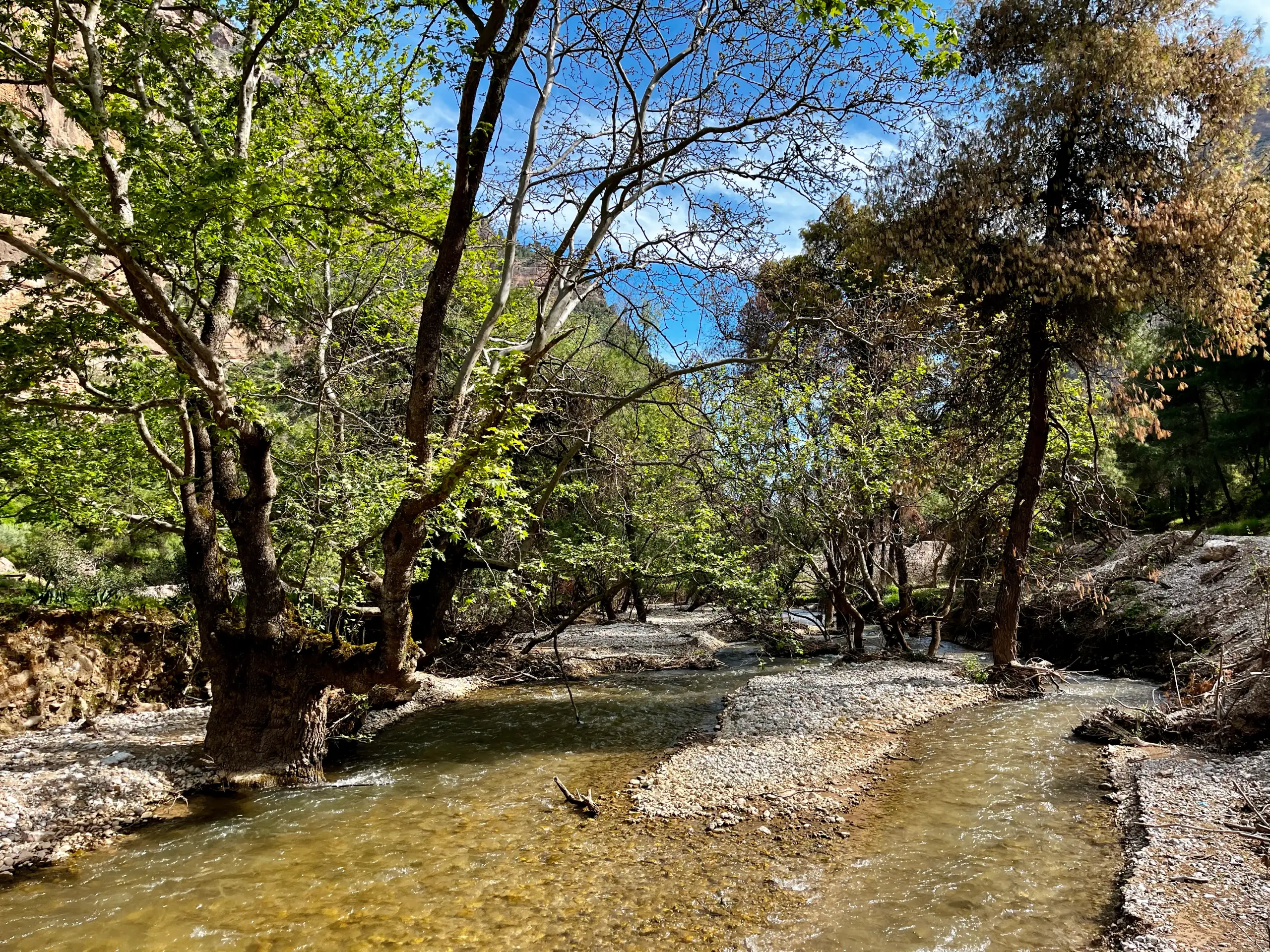 Odontotos train in nature